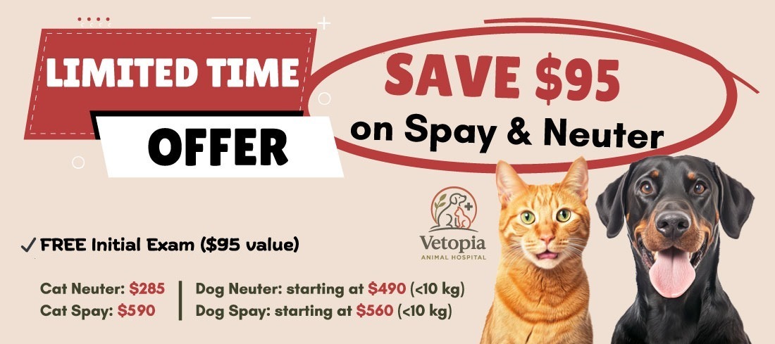 Limited time offer: save $95 on spay and neuter
